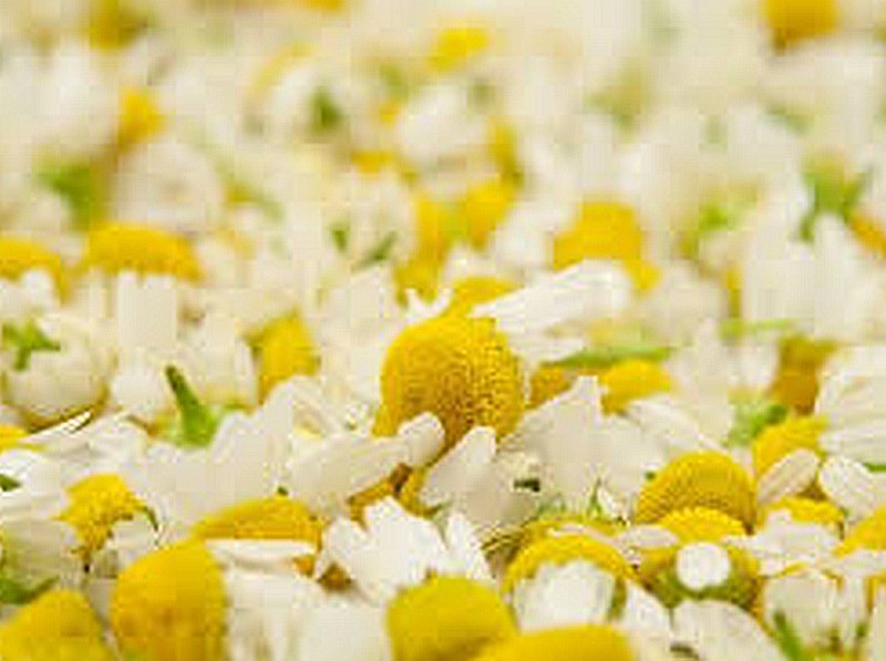 chamomile