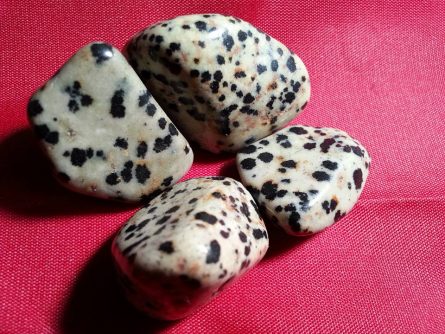 dalmation_jasper