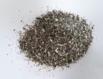 echinacea purpurea herb 1 2019