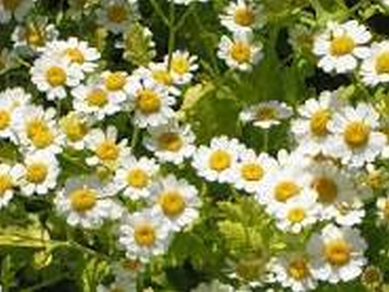 feverfew