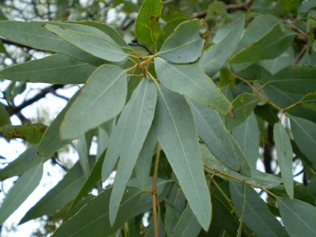 eucalypyus leaves