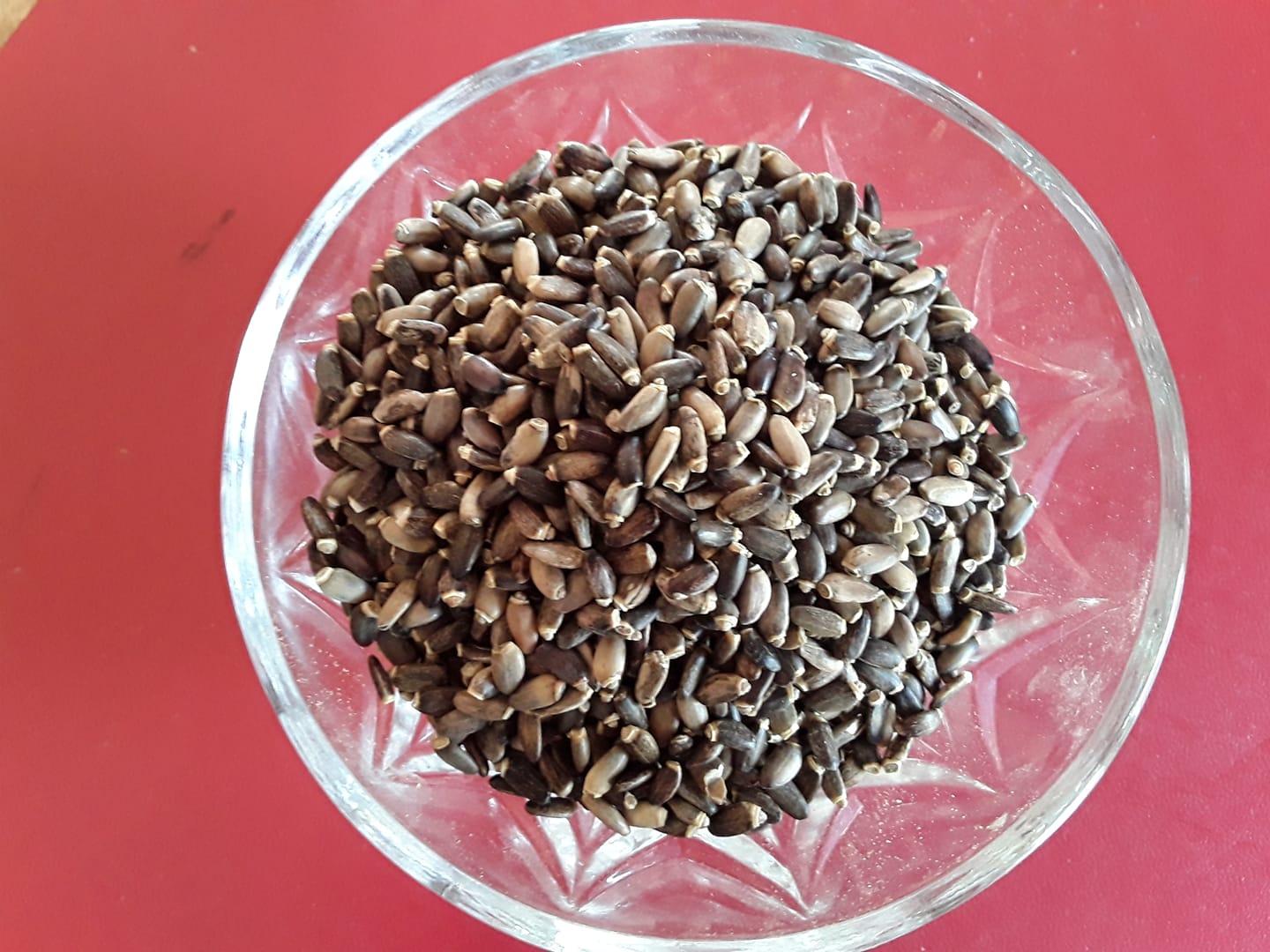 Milk Thistle Seeds 1