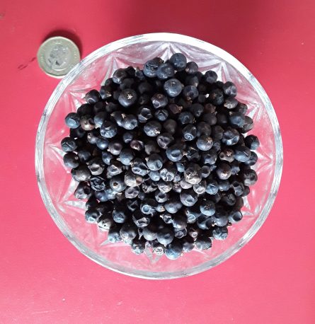 Juniper Berries whole 2